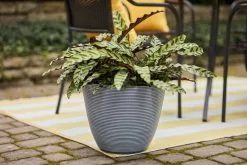 Allen + Roth 14.3In Roman Ribbed Planter Matte Finish Lava Smoke 9 Allen + Roth 14.3In Roman Ribbed Planter Matte Finish Lava Smoke -Allen + Roth Shop 1062831 AlternateImage1