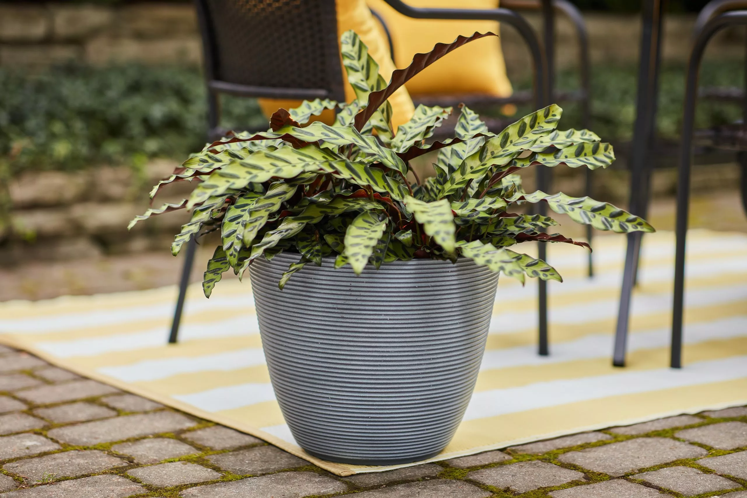 Allen + Roth 14.3In Roman Ribbed Planter Matte Finish Lava Smoke 5 Allen + Roth 14.3In Roman Ribbed Planter Matte Finish Lava Smoke - Image 5