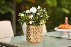 Allen + Roth 1-Pack 8.25-in W X 8.25-in H Metal Gold Planter -Allen + Roth Shop 4664669 AlternateImage1