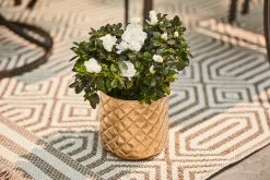 Allen + Roth 1-Pack 8.25-in W X 8.25-in H Metal Gold Planter -Allen + Roth Shop 4664669 AlternateImage2