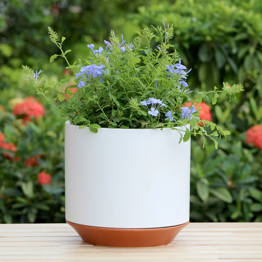 Allen + Roth 1-Pack 10.2 X 9.8 White Ceramic Planter 4 Allen + Roth 1-Pack 10.2 X 9.8 White Ceramic Planter - Image 4
