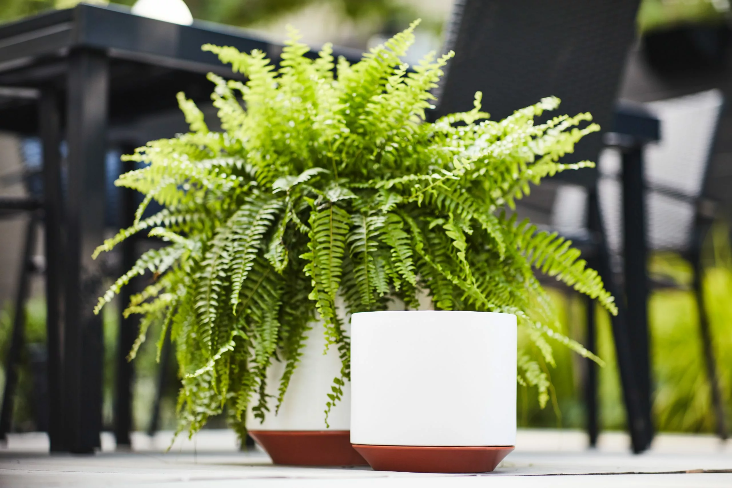 Allen + Roth 1-Pack 10.2 X 9.8 White Ceramic Planter 3 Allen + Roth 1-Pack 10.2 X 9.8 White Ceramic Planter - Image 3